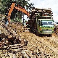 Truck loaded with illegal timber