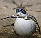 A turtle hatchling © WWF-Canon / Roger LE GUEN