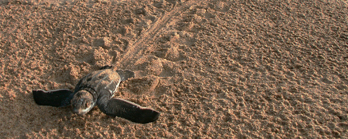Hatchling leatherback turtle leaving a trail of footprints Hatchling leatherback turtle leaving a trail of footprints