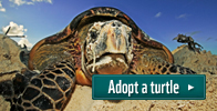 Adopt a turtle