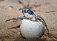 Olive ridley turtle, hatchling breaking out of the egg. Mapo Beach, French Guiana