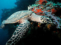 Hawksbill turtles (Eretmochelys imbricata) live on coral reefs, which are widely threatened by warming and acidifying seas, a result of climate change