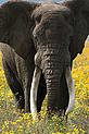 © Steve Morello / WWF-Canon African elephant bull, Tanzania African elephant bull, Tanzania