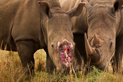 Two Rhino's, one without a horn. Copyright Brent Stirton, Getty Images Two Rhino's, one without a horn Copyright Brent Stirton, Getty Images Two Rhino's, one without a horn. Copyright Brent Stirton, Getty Images