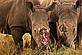 Two Rhino's, one without a horn Copyright Brent Stirton, Getty Images Two Rhino's, one without a horn. Copyright Brent Stirton, Getty Images Two Rhino's, one without a horn. Copyright Brent Stirton, Getty Images