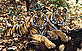Two tigers (Panthera tigris) lying side-by-side among the forest undergrowth. - © Vivek R. Sinha / WWF-Canon Two tigers (Panthera tigris) lying side-by-side.