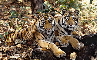 Two tigers (Panthera tigris) lying side-by-side among the forest undergrowth. - © Vivek R. Sinha / WWF-Canon Two tigers (Panthera tigris) lying side-by-side.