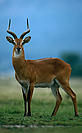 A male Uganda Kob in Virunga National Park, Democratic Republic of Congo. - © naturepl.com / Jabruson / WWF-Canon A male Uganda Kob in Virunga National Park, Democratic Republic of Congo.