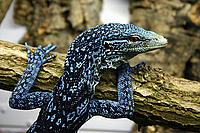 Varanus macraei 