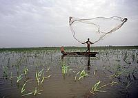 A fisherman casts his fishing net in the shallow lakes of the varzea