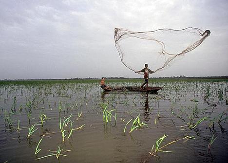 A fisherman casts his fishing net in the shallow lakes of the varzea