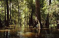 Varzea Flooded Forest, is a breeding ground for more than 200 fish species