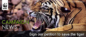 Save the Tiger!