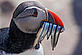 Wild Wonders of Europe / Pal Hermansen / WWF Puffin Puffin with sandeels