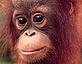 Young orang-utan© WWF-Canon/Russell A. MITTERMEIER