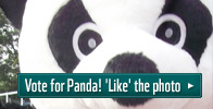 Vote for panda! 'Like' the photo.