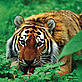 Tiger - V Solkin / WWF Russia Tiger
