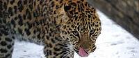Amur or Far Eastern leopard - WWF UK Far Eastern or Amur leopard © WWF-Russia Far East Programme
