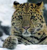 Amur leopard © V. Solkin / WWF