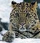 Amur leopard - © V. Solkin / WWF Amur leopard © V. Solkin / WWF
