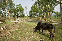 'Vulture restaurant', Nepal - the old cows seen grazing on grass here are allowed to die naturally, then their carcasses are dropped in a designated area to allow vultures to feed on them. Vulture numbers had dropped significantly due to deforestation and the use of chemicals by farmers. It's hoped this scheme will help vulture numbers rise again. 