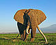 African elephants (Loxodonta africana sp.); Amboseli National Park, Kenya - © Martin Harvey / WWF-Canon African elephants (Loxodonta africana sp.); Amboseli National Park, Kenya