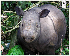 Sumatran rhinoceros, Lampung, Indonesia © WWF-Indonesia/Gert Polet