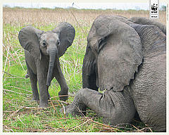 African savanna elephants © WWF CARPO/Martin Tchamba