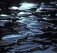 Atlantic salmon aquaculture (Salmo salar), east coast of Canada - © Gilbert Van Ryckevorsel / WWF-Canada Atlantic salmon aquaculture (Salmo salar), east coast of Canada