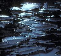 Atlantic salmon aquaculture (Salmo salar), east coast of Canada