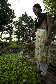 Seedlings are grown in nurseries and later transplanted to the surrounding forests. Khata, Royal Bardia National Park Buffer Zone, western Terai, Nepal.