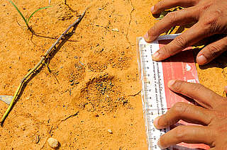 A WWF staff member measuring a tiger track on an old logging road, Logas, Riau, Sumatra, Indonesia.
- © Fletcher & Baylis / WWF-Indonesia A WWF staff member measuring a tiger track on an old logging road, Logas, Riau, Sumatra, Indonesia.