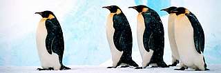 Emperor Penguin - © Fritz Pölking / WWF Emperor Penguin