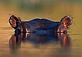 Hippo - sub-sahara Africa - © Martin Harvey / WWF Canon Hippo - sub-sahara Africa