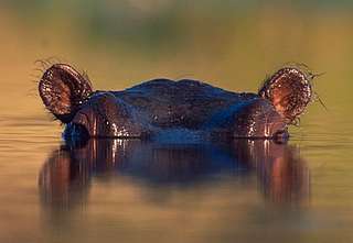 Hippo - sub-sahara Africa - © Martin Harvey / WWF Canon Hippo - sub-sahara Africa
