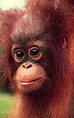 Pongo pygmaeus Bornean orang-utan Close-up of the face of a juvenile Bornean orang-utan (Pongo pygmaeus), Malaysia. - © Russell A. Mittermeier / WWF-Canon Pongo pygmaeus Bornean orang-utan Close-up of the face of a juvenile Bornean orang-utan (Pongo pygmaeus), Malaysia.