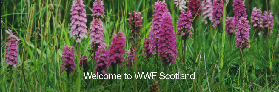 Welcome to WWF Scotland