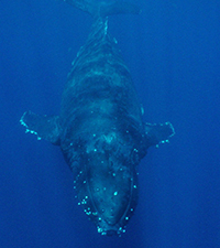 whale