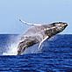© Splashdown Direct Whale breaching