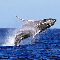 Whale breaching
