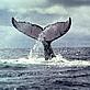 Whale's tail flukes