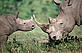 Southern White rhinoceros, Adult and calf © WWF-Canon / Martin HARVEY