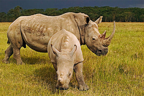 Two Rhinos