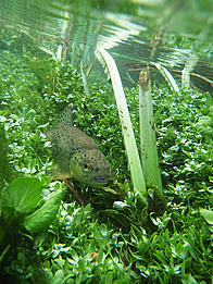 Wild Trout