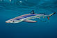 © Alex Mustard Winner of the Britch Wildlife Protographer Award 2014's Coast and Marine category - Alex Mustard's shot - Big Blues © Alex Mustard Big Blues