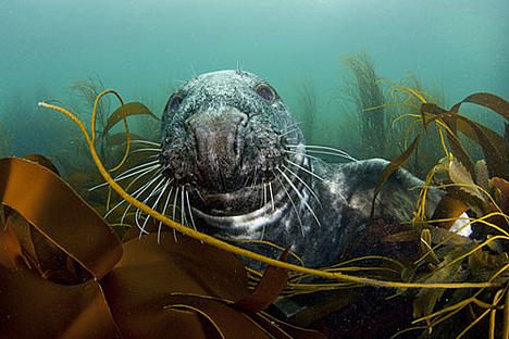 Grey seal in seaweed bed