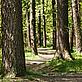 Woodland path - Steve Morgan / WWF-UK Woodland path