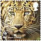 © Royal Mail Amur leopard Amur leopard