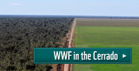 Aerial view of the Cerrado and soy monoculture, Ribeiro Gonçalves, Brazil