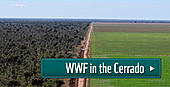 Aerial view of the Cerrado and soy monoculture, Ribeiro Gonçalves, Brazil